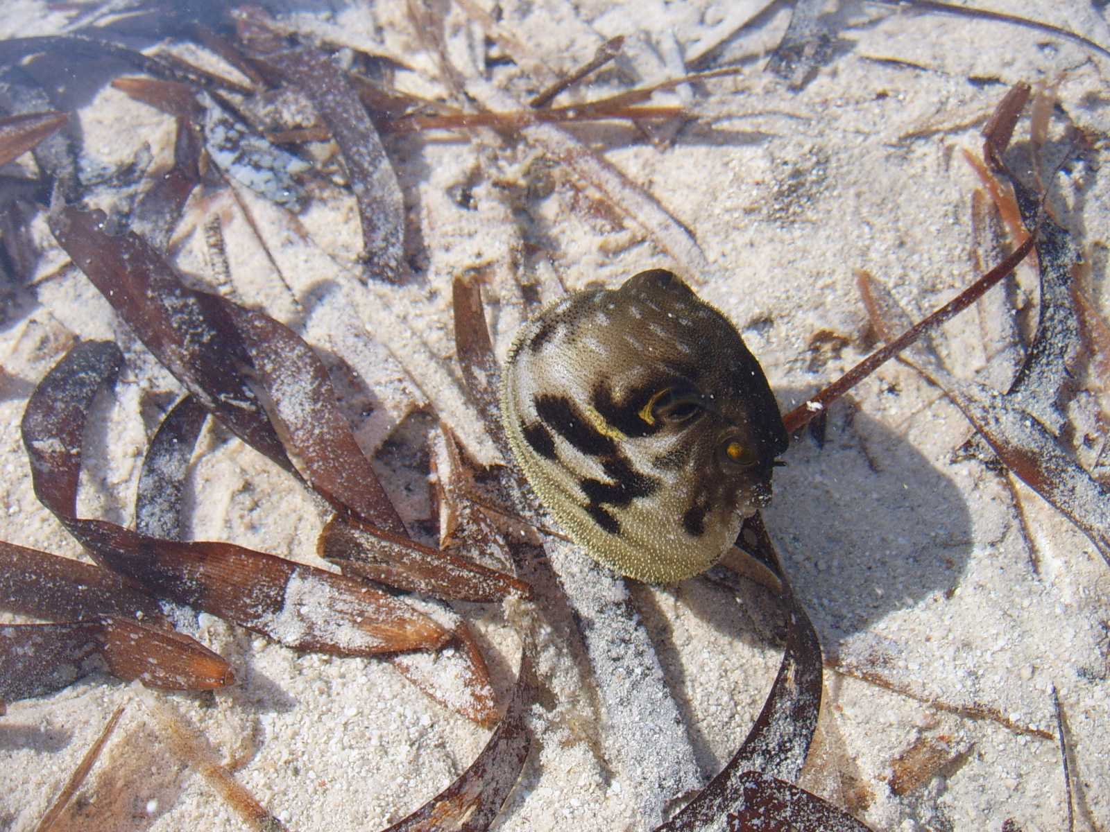 Pesce palla del Mar Rosso [Arothron hispidus]